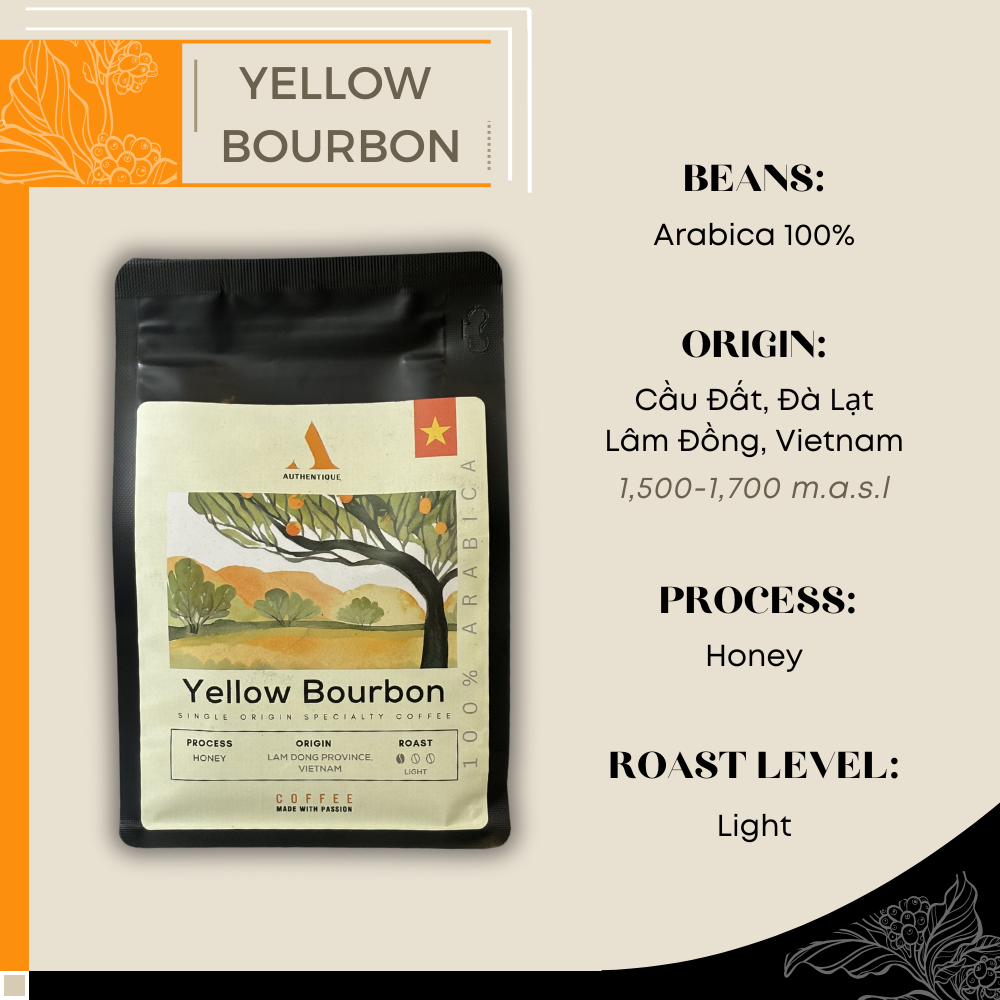 Authentique Specilaity Yellow Bourbon Arabica 100% (Light Roast) (Vietnam Coffee Beans) 250g